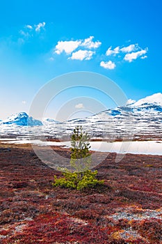 Lonely pine tree on a bog with mountains in the background