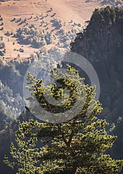 A lonely pine tree in the Caucasus mountains in the back autumn sunlight against the backdrop of mountain hills and slopes