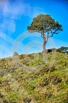 Lonely pine tree in Coromandel Peninsula, New Zealand