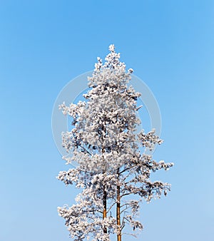 Lonely pine tree covered with frost on a calm sunny cold winter