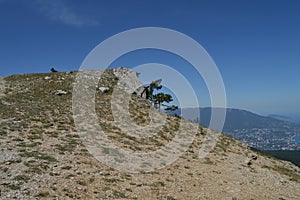 A lonely pine tree with a curving trunk on a mountainside, against a blue sky