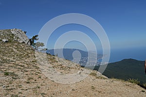 A lonely pine tree with a curving trunk on a mountainside, against a blue sky