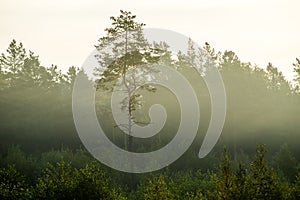 Lonely pine tree in deforested area