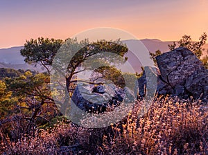 A lonely pine tree and dry grass in the mountains at sunset, Madari, Cyprus.