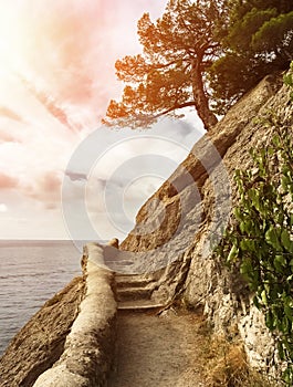 Lonely pine tree on the edge of steep cliff with a stone mountain path against the sea with a sunset, black sea, golitsyn trail in