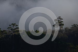 Lonely pine tree with fog flows over