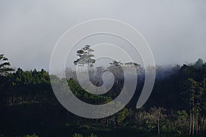 Lonely pine tree with fog flows over