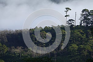 Lonely pine tree with fog flows over