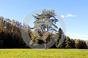 Lonely pine tree in a green field on a summer day