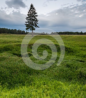 Lonely pine tree, green grass