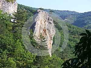 Lonely pine tree growing on a rockin Crimea