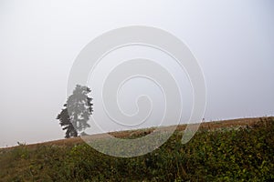 A lonely pine tree grows in a field in the countryside in Finland. The air is foggy and the sky is gray.