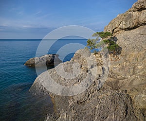 Lonely pine tree grows on a rock by the sea