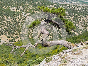 Lonely pine tree on the high rock