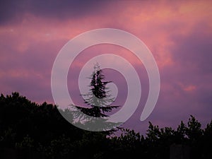 Lonely Pine Tree on Hill