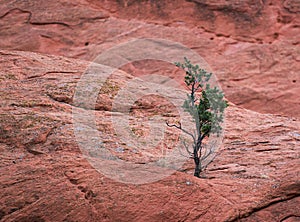 Lonely pine tree on a ledge
