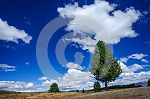 Lonely pine tree on a meadow