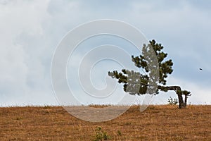 Lonely pine-tree in meadow. Blue cloudless sky. Desert terrain and virgin nature concept. Copy space in left side