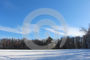 Lonely pine tree in the middle of a snowy forest