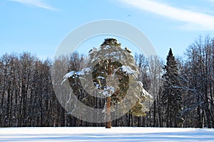 Lonely pine tree in the middle of a snowy forest