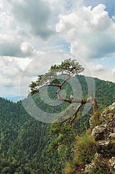 Lonely pine tree in the mountain