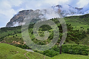 Lonely pine tree on a mountain slope