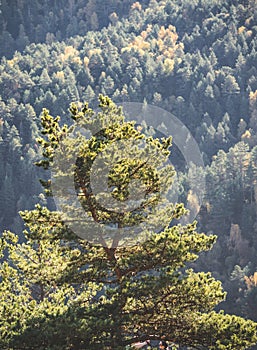 Lonely pine tree in the mountains in autumn against the backdrop of a forested mountain slope