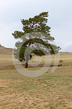 A lonely pine tree in the mountains of Buryatia