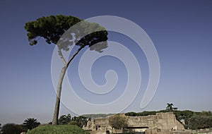 Lonely pine tree on Palatine hill