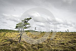 Lonely pine tree on a prairie in the north