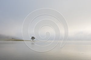 Lonely pine tree reflection on the lake at dawn part 4