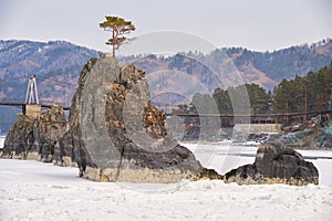 Lonely Pine tree on rock on Altai river Katun in winter. Rocks called Dragon\'s teeth, Dragon crest, or Sartakpai Arrows