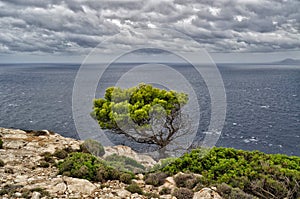 The lonely pine tree on the rock at the Mediterranean sea on mallorca balearic island in spain during stormy weather