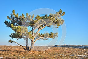 lonely pine tree rock, tree mountain