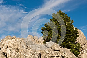 lonely pine tree on rocky ground