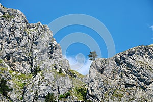 Lonely Pine Tree On Rocky Peak, Montenegro