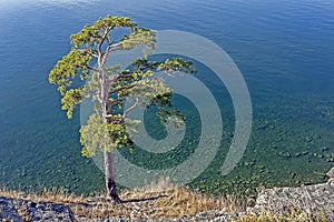 Lonely pine tree on the rocky shore of lake Turgoyak