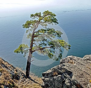 Lonely pine tree on the rocky shore of lake Turgoyak