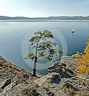 Lonely pine tree on the rocky shore of lake Turgoyak