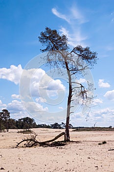 Lonely pine tree in the sand