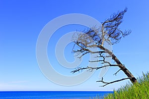 Lonely pine tree on sand dunes and beach of Baltic Sea shore lin