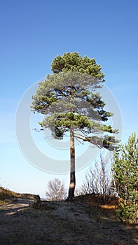 Lonely pine tree in the sand dunes of a pine forest against a blue sky