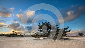 Lonely Pine Tree in shifting sands area