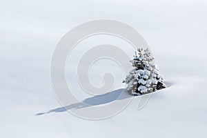 Lonely pine tree on snow