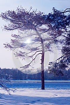 lonely pine tree in the snow, standing on the river bank in winter, colorization applied