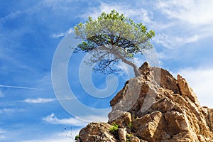 Lonely pine tree standing on a rock