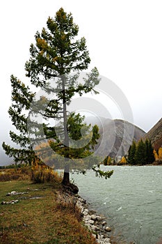 A lonely pine tree standing on the very edge of a rocky bank by a picturesque river flowing nearby