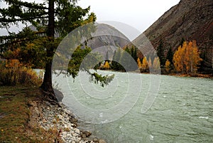 A lonely pine tree stands at the very edge of the bank, almost near the water of a turquoise river flowing through an autumn