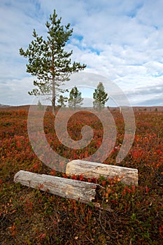 Lonely pine tree on to the trail in remote arctic landscape on a partly cloudy day of autumn. Hiking in misty Pallas