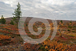 Lonely pine tree on to the trail in remote arctic landscape on a partly cloudy day of autumn. Hiking in misty Pallas